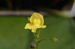 Floating bladderwort